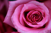 27th Aug 2013 - Pink Rose