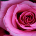 Pink Rose by whiteswan