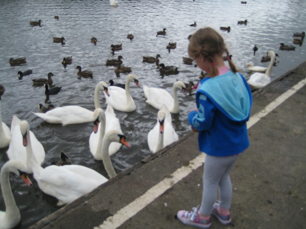  Feeding the Swans by susiemc