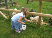 22nd Aug 2013 - The Small Breeds Farm Park