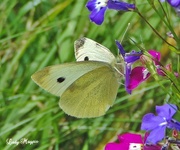 28th Aug 2013 - The Common Cabbage White Butterfly.