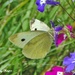 The Common Cabbage White Butterfly. by ladymagpie