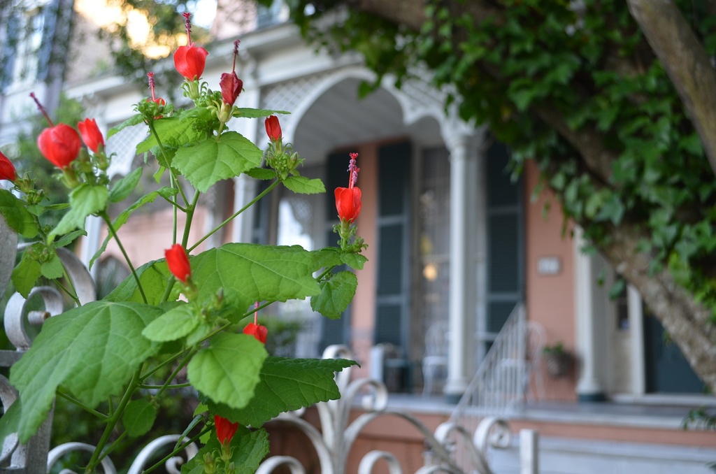 Mystery flower.  Charleston, SC by congaree