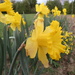 Daffodils by kiwiflora