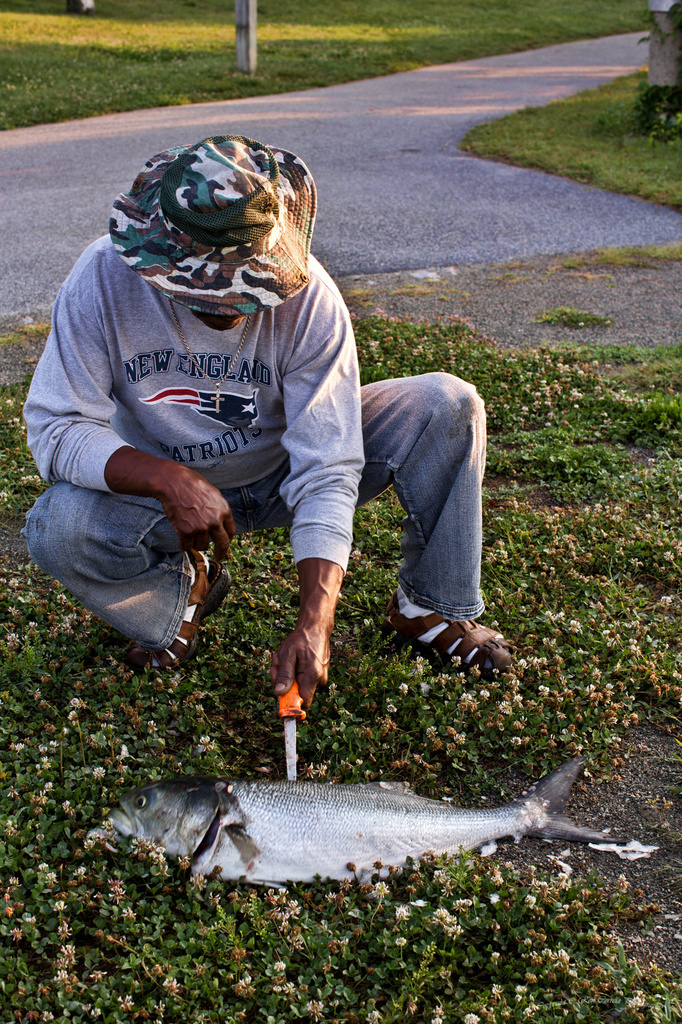 Scaling a Bluefish by kannafoot
