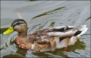 28th Aug 2013 - Duck