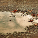 puddle - heart by walia