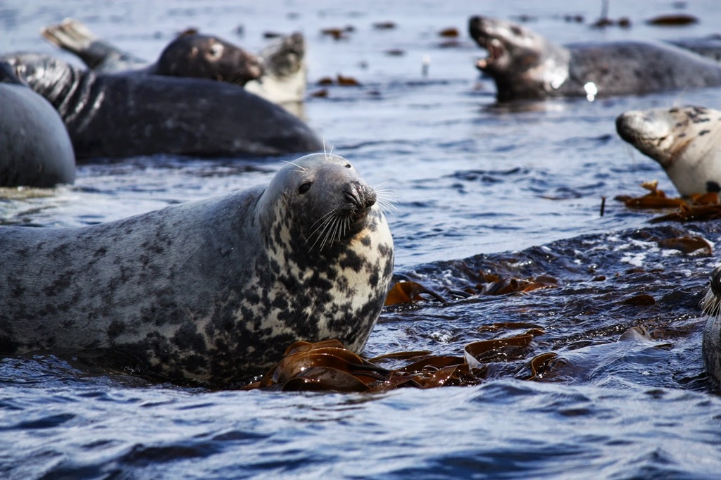 Atlantic Grey seals by roachling