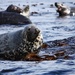 Atlantic Grey seals by roachling
