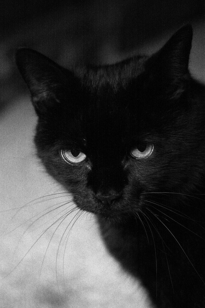 Black Cat for B&W Wednesday by mzzhope