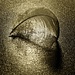 Swan Feather Shadow Study by juliedduncan