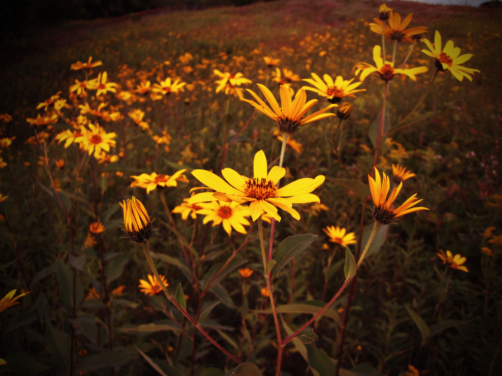 Wildflowers by dakotakid35