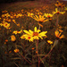 Wildflowers by dakotakid35