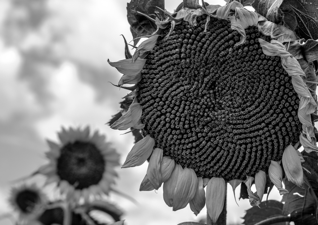 Sunflower spirals by aecasey