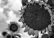 28th Aug 2013 - Sunflower spirals