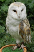 29th Aug 2013 - Barn Owl