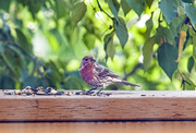 29th Aug 2013 - House Finch 