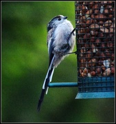 29th Aug 2013 - An influx of long tailed tits