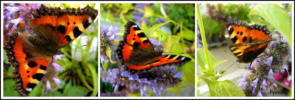 Butterflies on a Hebe addenda  by pyrrhula