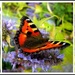 Butterflies on a Hebe addenda  by pyrrhula
