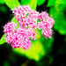 Pink flower 2 by elisasaeter
