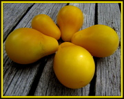 29th Aug 2013 - Yellow pear tomatoes!