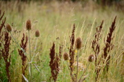 29th Aug 2013 - Grasses and Teazel