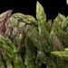 Dance of the Asparagus by grammyn