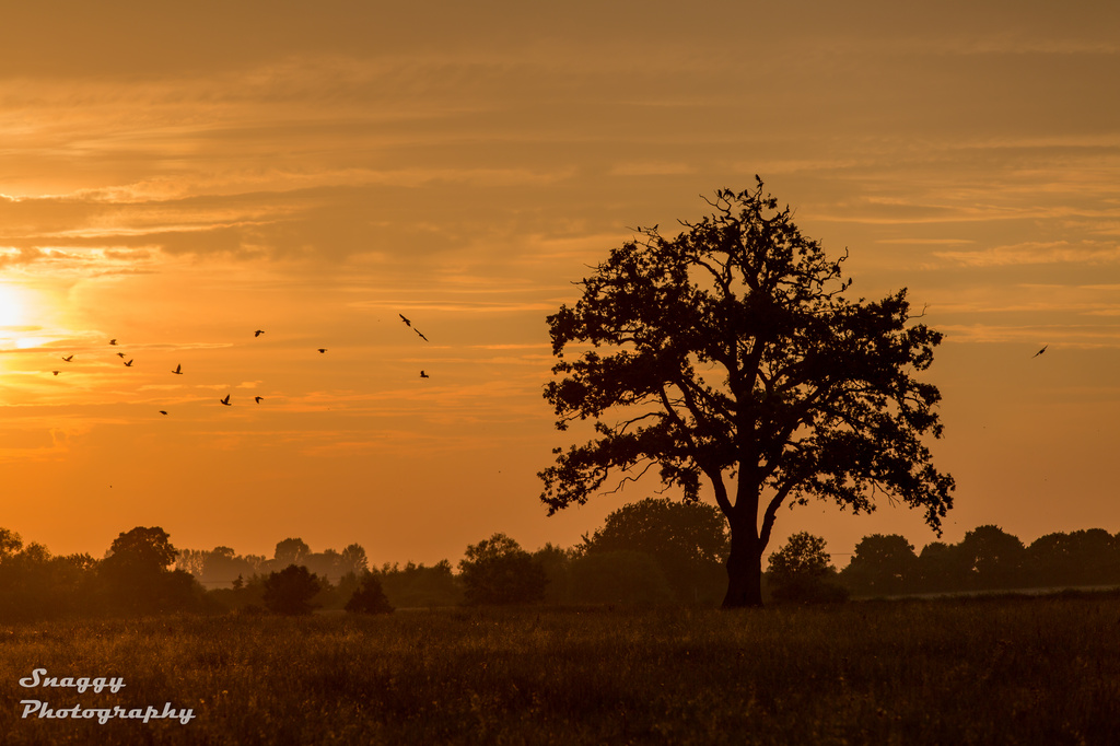Day 240 - Evening in the Wiltshire Serengeti by snaggy