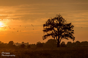 28th Aug 2013 - Day 240 - Evening in the Wiltshire Serengeti