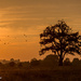 Day 240 - Evening in the Wiltshire Serengeti by snaggy