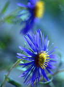 29th Aug 2013 - Asters