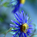 Asters by jayberg