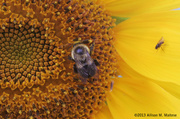 29th Aug 2013 - Busy Bee