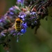 Bee on hyssop by jankoos