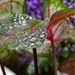 Raindrops On The Caladiums by paintdipper