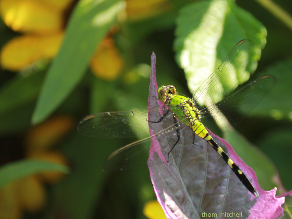 Young male Eastern Pondhawk by rhoing