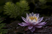 29th Aug 2013 - Lonely Water Lily