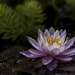 Lonely Water Lily by lstasel