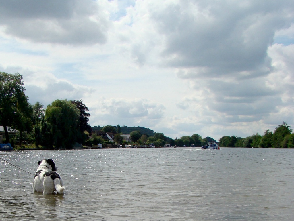 Aug 29: Dog & Boat by bulldog
