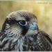 Saker Falcon by carolmw