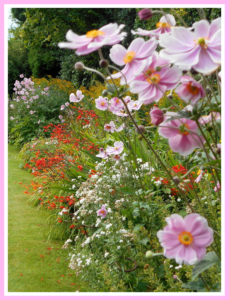 There is still a lot of colour in the flower borders. by snowy