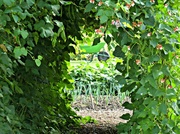 30th Aug 2013 - in the walled vegetable garden...
