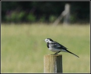 30th Aug 2013 - Pied Wagtail