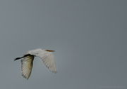 30th Aug 2013 - White Egret Flying 
