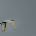 White Egret Flying  by jgpittenger