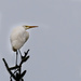 White Egret Waiting  by jgpittenger