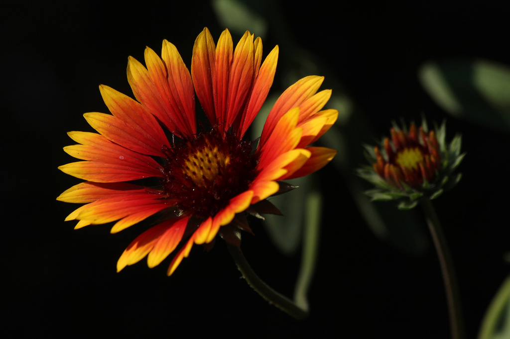 Blanket Flower by milaniet