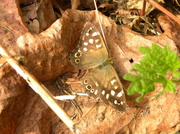 24th Aug 2013 - Speckled Wood