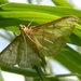 Moth by oldjosh